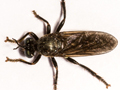 Dioctria atricapilla